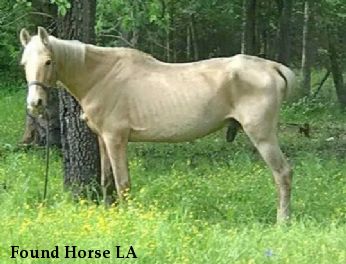 Found Horse LA